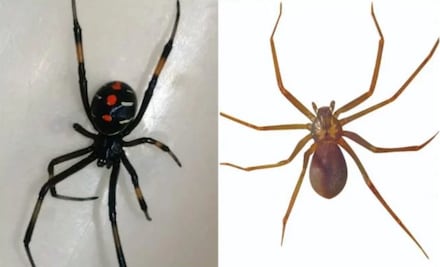 Alertan presencia de viudas negras y violinistas