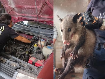 Rescatan a tlacuache atrapado en el cofre de un auto en El Marqués