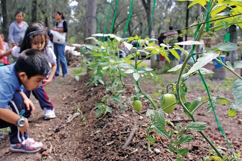 Promueven crear huertos familiares en la capital