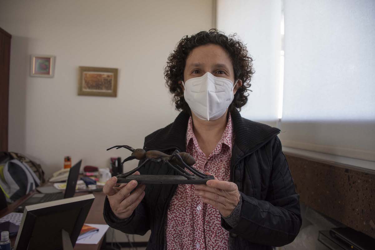 Gabriela Castaño, la bióloga mexicana que se ocupa del estudio de las hormigas