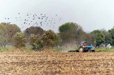 Prevén aumentar 10% cosecha de maíz y frijol
