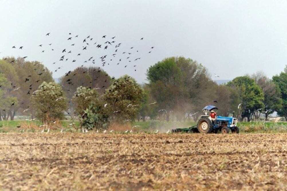 Prevén aumentar 10% cosecha de maíz y frijol