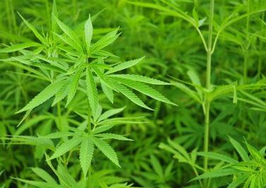 Se suma diputado a reforma de marihuana