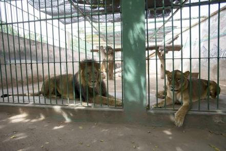 Nuevos rugiditos; nacen dos leoncitas en el zoológico Wamerú