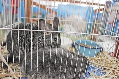 Autosuficiencia alimentaria 