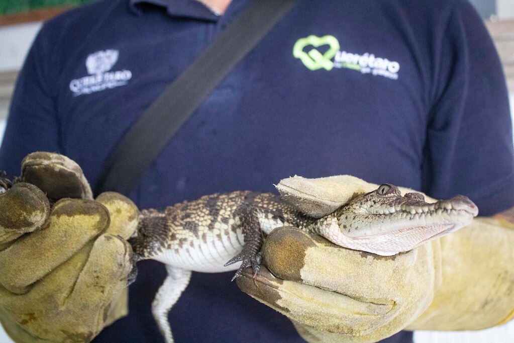 Hallan cocodrilito en la capital de Querétaro; fue entregado a la Profepa