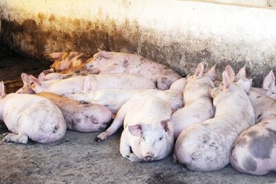 Invierten 35 mdp en banco de semen