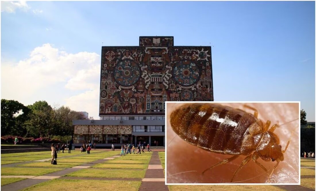 UNAM asegura que sus edificios no son favorables para “hospedar” chinches; explica las razones