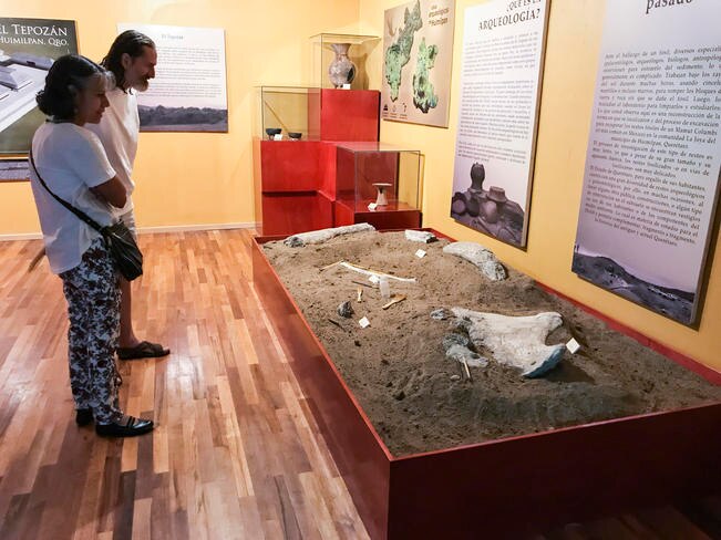 Exhiben restos de mamut en Huimilpan