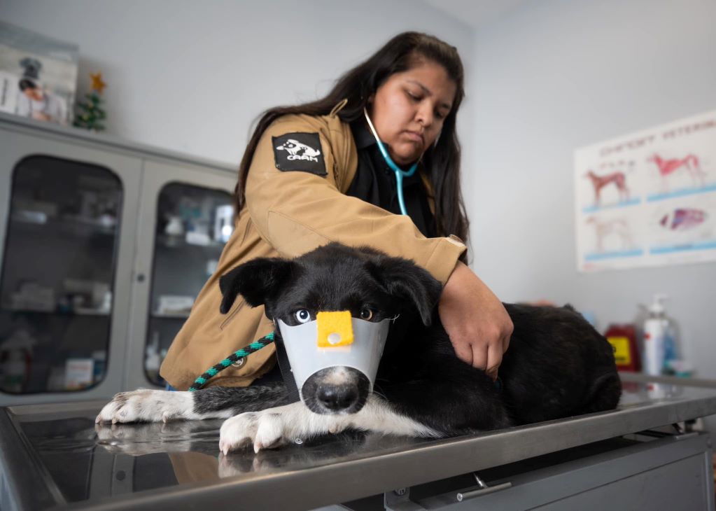 La perrita se encuentra en tratamiento y bajo observación. Foto: Facebook CAAM El Marqués