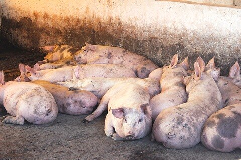 Destinan 5 mdp a bioseguridad