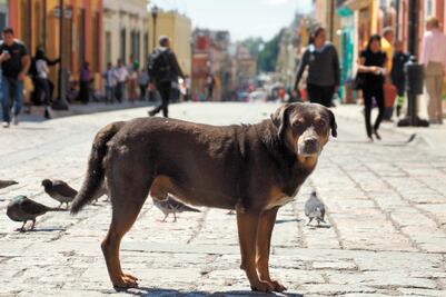 Ponle atención a tu lomito porque puede llenarse de pulgas y garrapatas  