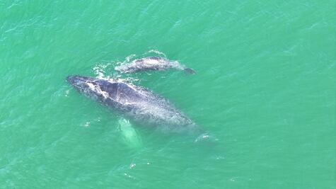 Ballena jorobada da a luz en Bahía de Zihuatanejo; autoridades marinas brindan protección