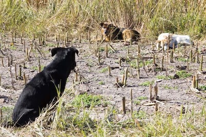 ONG alerta de criaderos de perros que incumplen normas
