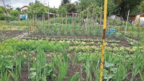 Ampliarán huertos para  cosecha y cultivo 
