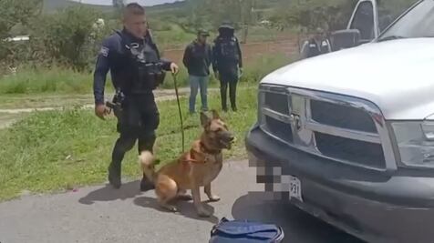 Video. Ares, el lomito que no deja pasar ni un gramo de sustancia ilícita a Querétaro