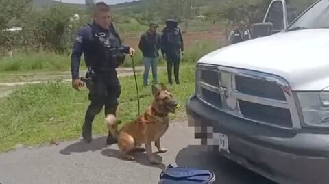 Video. Ares, el lomito que no deja pasar ni un gramo de sustancia ilícita a Querétaro
