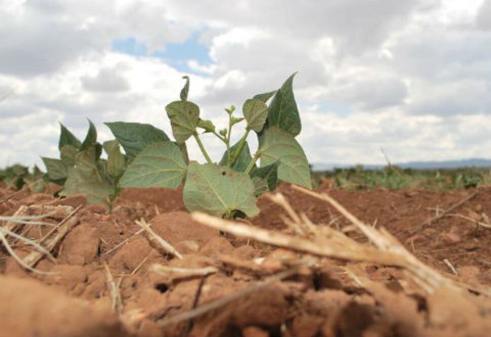 75 mdp para reforestación
