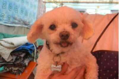 Piden evitar compra de mascotas