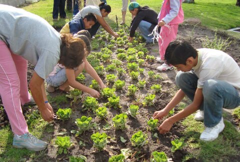 Promueven uso de huertos familiares