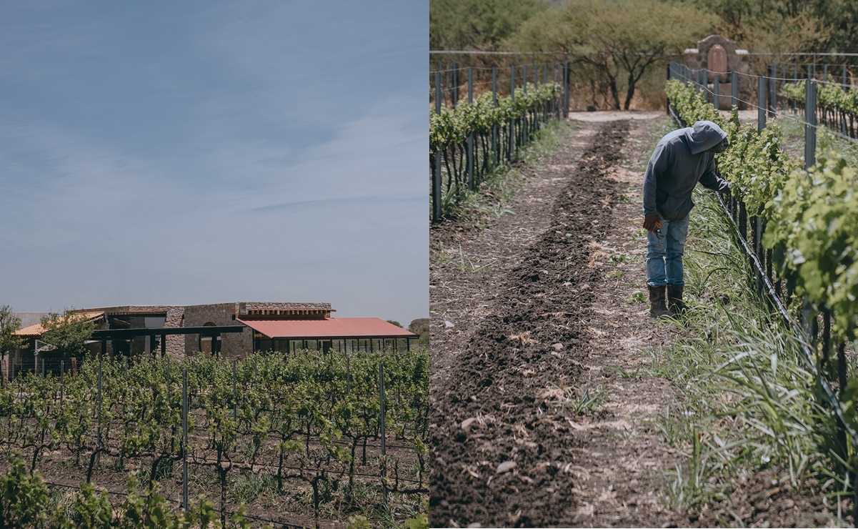 Viñedo en Huimilpan. Foto: La Terquedad MX