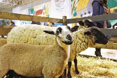 Destaca estado en ganado ovino
