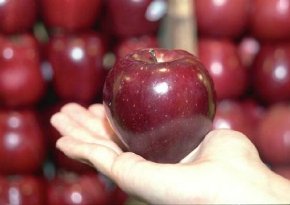Preparan feria de la manzana
