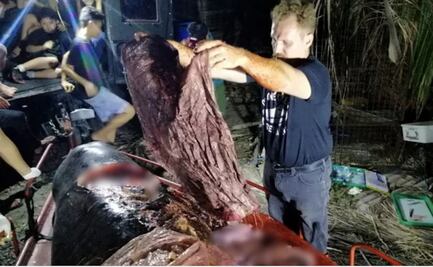Hallan ballena muerta con 40 kilos de plástico en el estómago en Filipinas