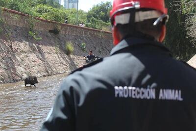 Hallan un pecarí en las calles de Querétaro