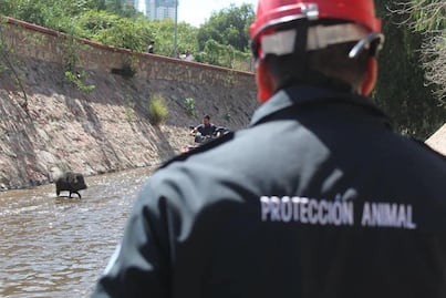 Hallan un pecarí en las calles de Querétaro