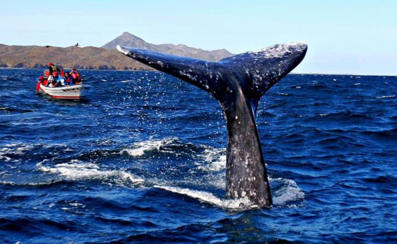 Viajera y solidaria: 13 cosas sorprendentes sobre la ballena gris