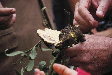 Querétaro combatirá plagas en el campo