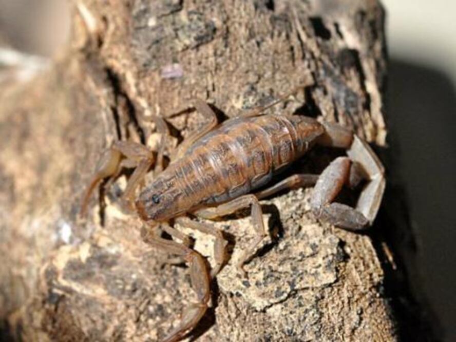 Llaman a cuidarse de alacranes