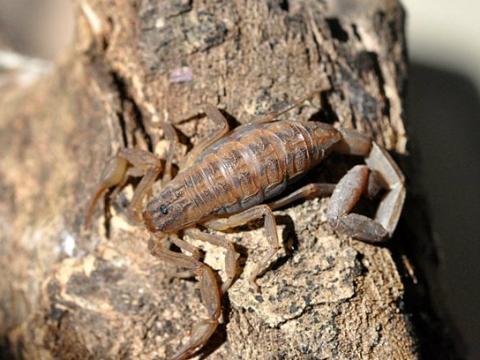 Llaman a cuidarse de alacranes