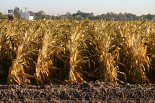 Bajas temperaturas benefician al campo