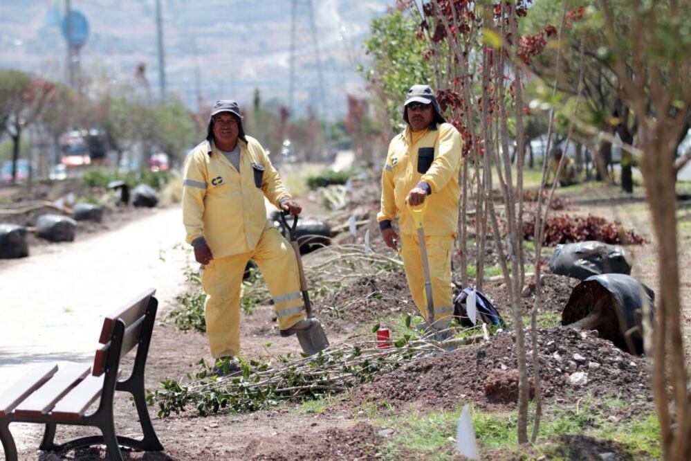 Actualmente existen 220 mil árboles en la capital del estado, de los cuales se tienen que sustituir alrededor de 20 mil ejemplares.