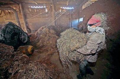 Rellenan colchones con coco