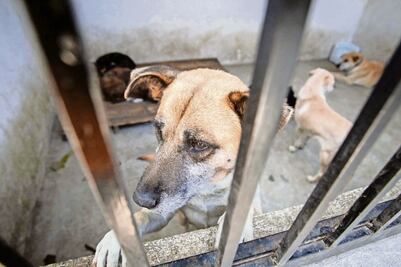 Multas por maltrato animal alcanzan los 207 mil pesos 
