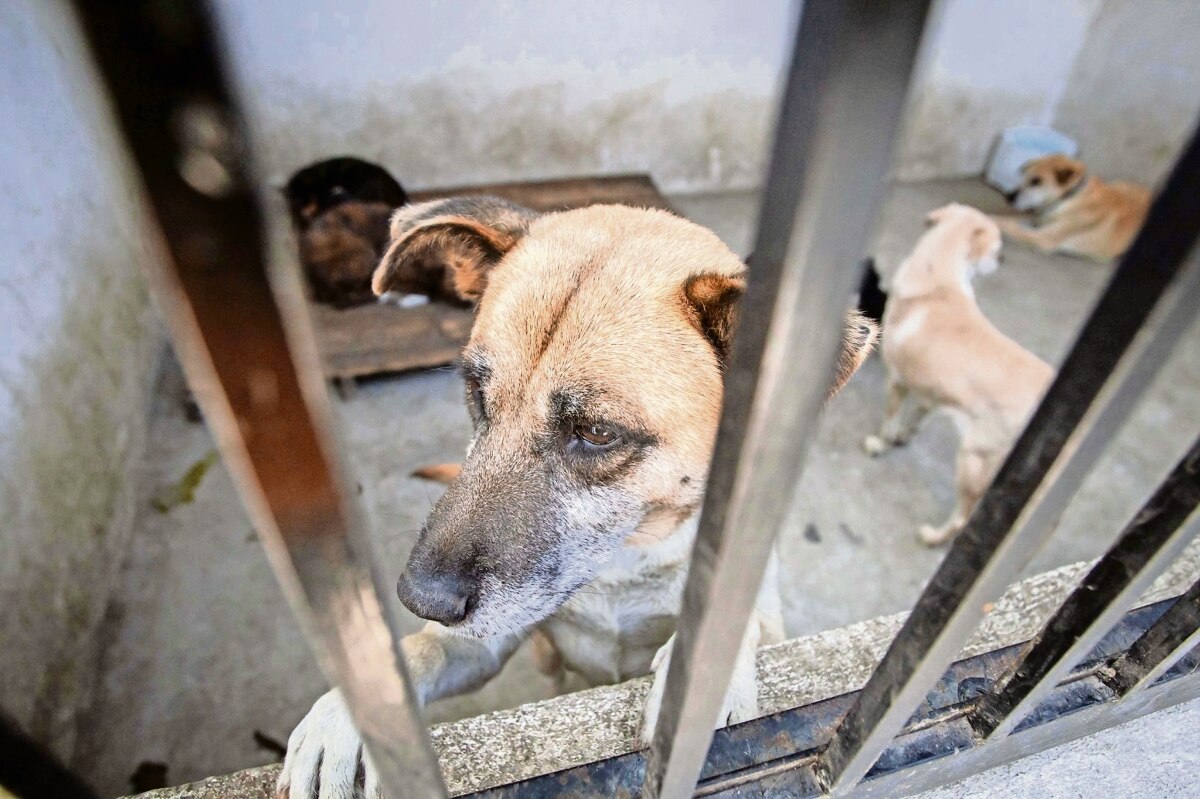 Multas por maltrato animal alcanzan los 207 mil pesos