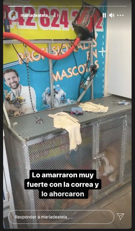 Lomito muere en la veterinaria; lo habían llevado a un baño en Juriquilla 