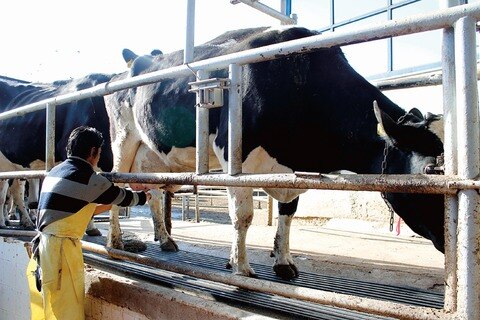 Buscan ganaderos subir precio de leche 