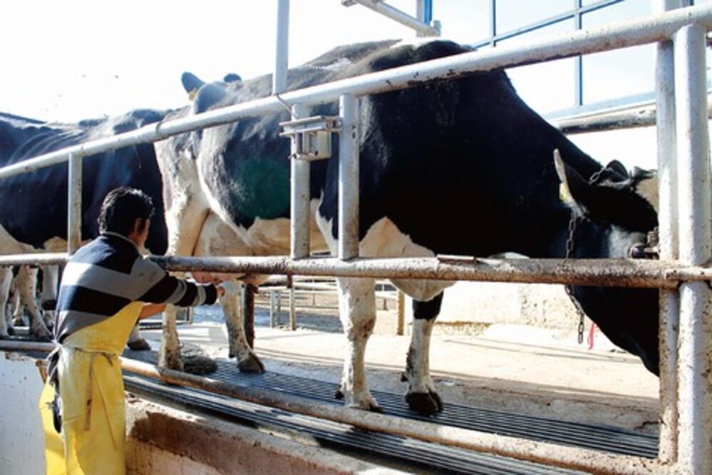 Buscan ganaderos subir precio de leche