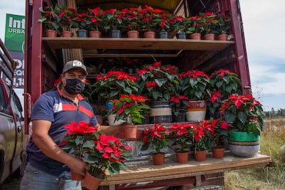 Vendedores de flores confían en una buena Navidad