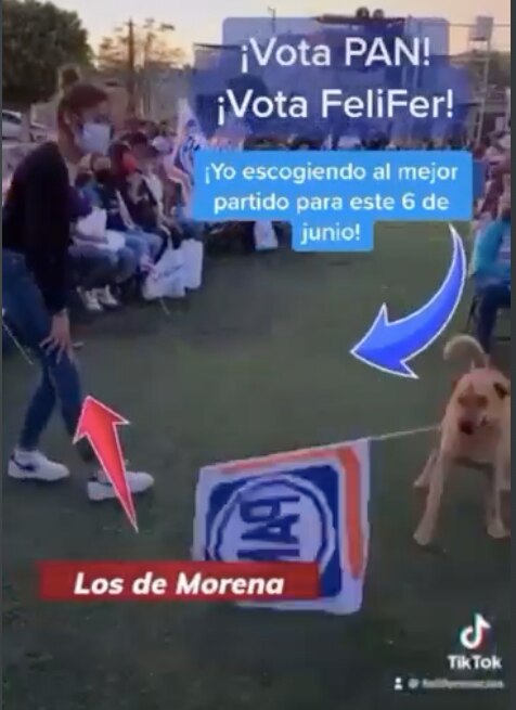 Video. Perrito zarandea la bandera del PAN en pleno evento proselitista