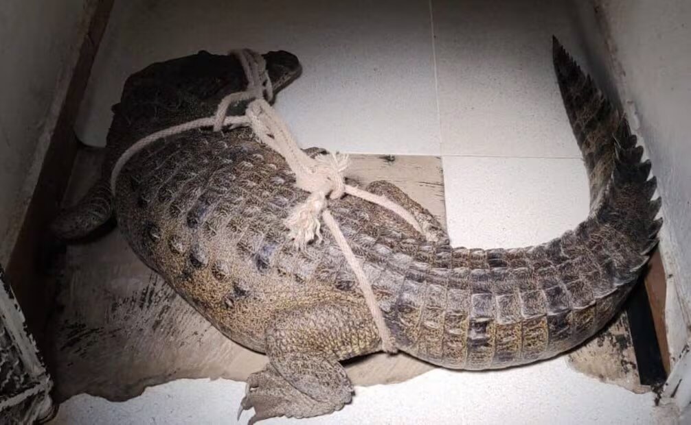Reubican 99 cocodrilos en cuatro estados tras inundaciones por lluvias. Foto: Profepa
