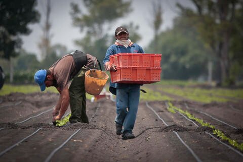Impulsan cultivo de lechugas