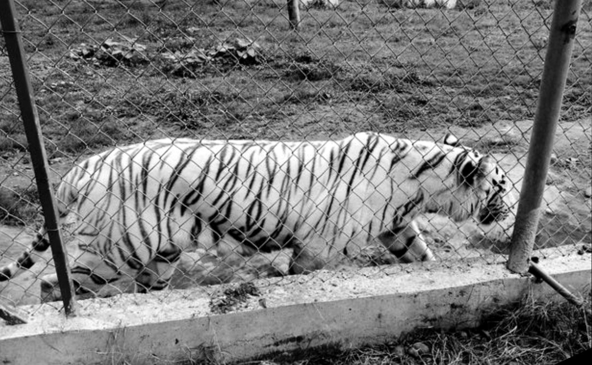 Encuentran sin vida a tigre de bengala que se fugó de zoológico en Puebla