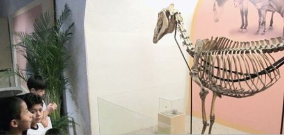  ‘Ancestros de Piedra’, vistos por 80 mil