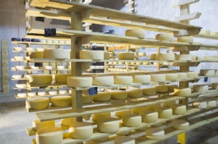 Conoce el Festival Viva El Queso: degustaciones y catas con vino en Querétaro