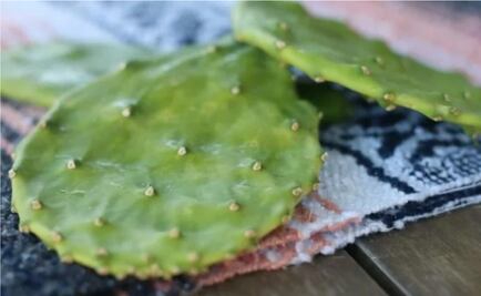 Cómo quitarle la baba a los nopales